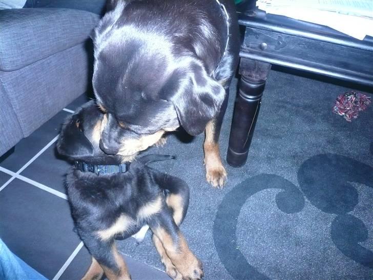 Rottweiler Nala - tja man er vel mor:o) billede 4