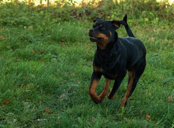 Rottweiler Røskva (Citta) billede 15