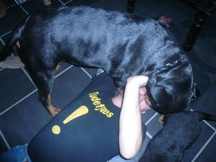 Rottweiler Nala - sikke sjovt det er at være 2 mod en:o) billede 6