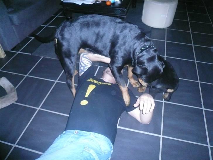 Rottweiler Nala - og det er stadig sjovt at være 2 mod éen billede 7