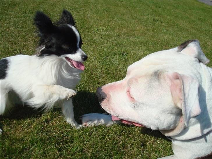 Papillon  Tjika - "daaah, TALK TO THA HAND LOOSER DOG.. " billede 14