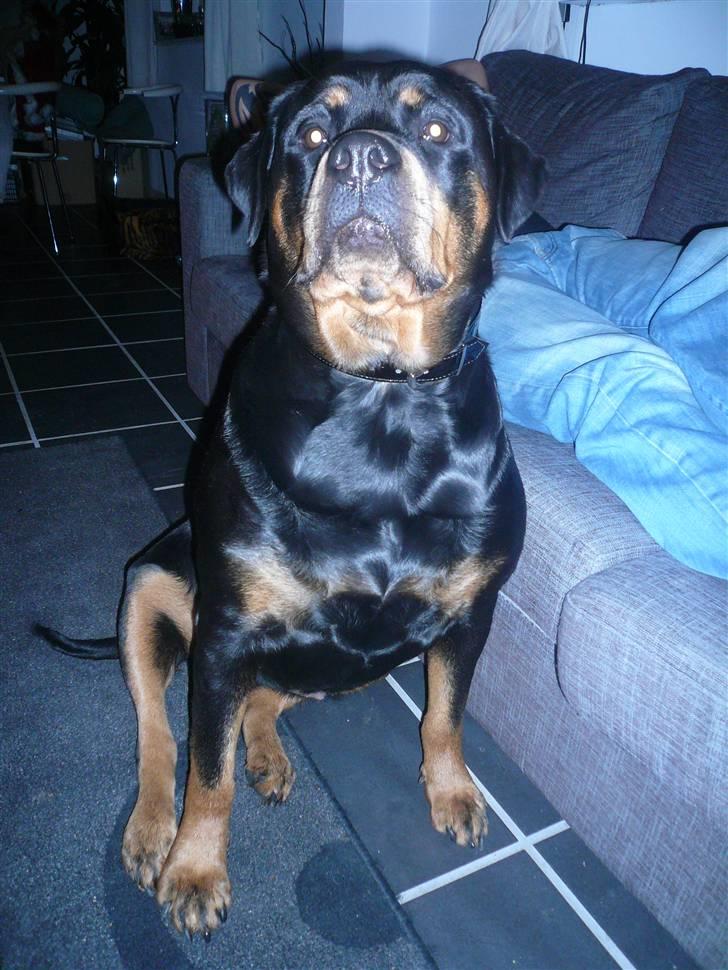 Rottweiler Nala - hmm hvad mon hun laver med den tingest i hånden. " kan det mon spises" billede 8