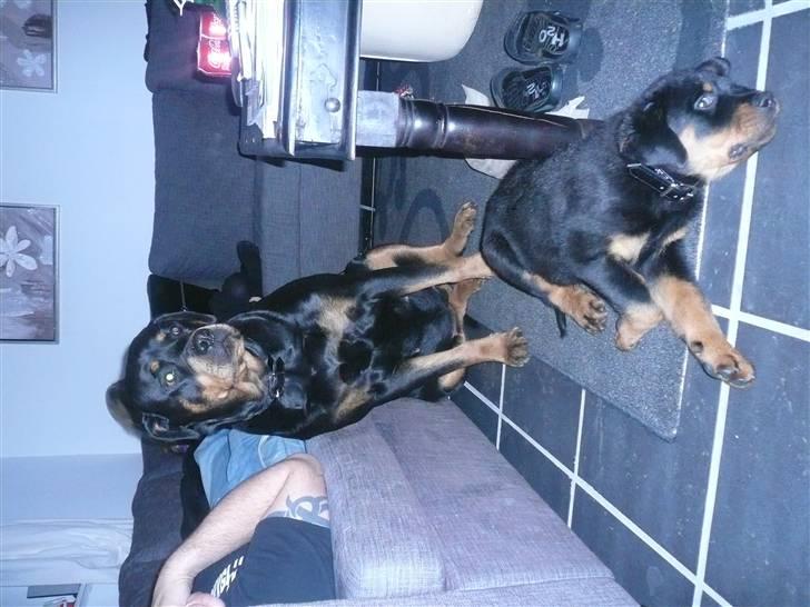 Rottweiler Nala - AHHHH fred. billede 10