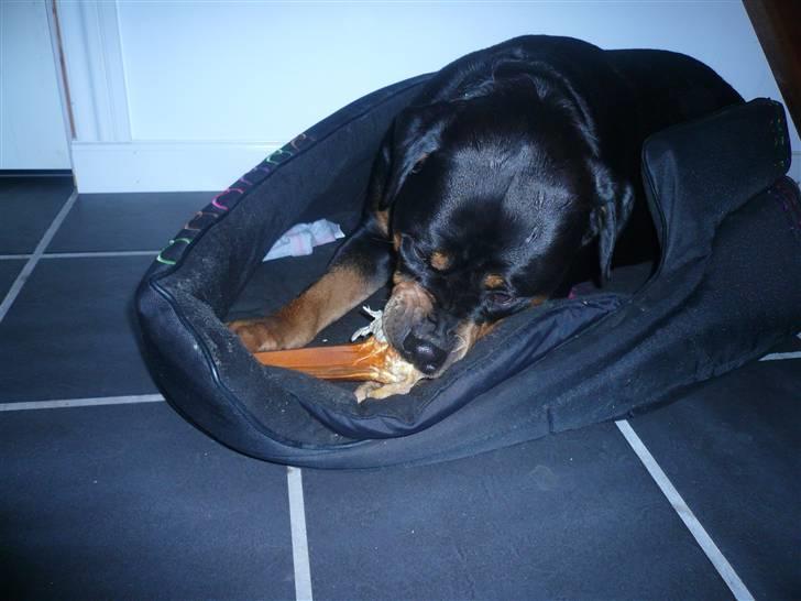 Rottweiler Nala - Mmmmmmmmmm billede 11