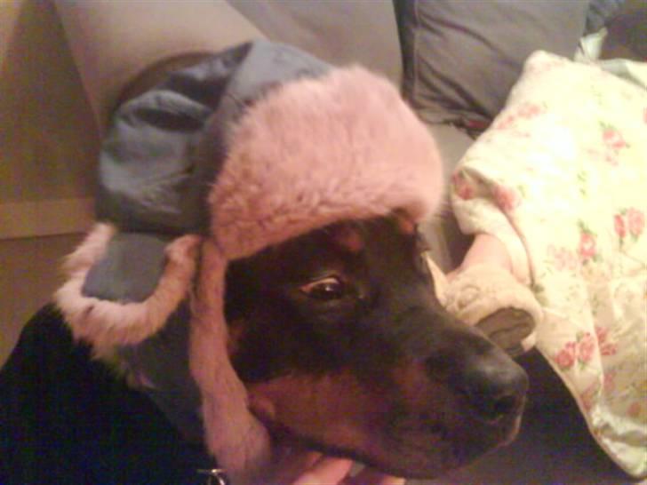 Rottweiler Mimmie billede 11