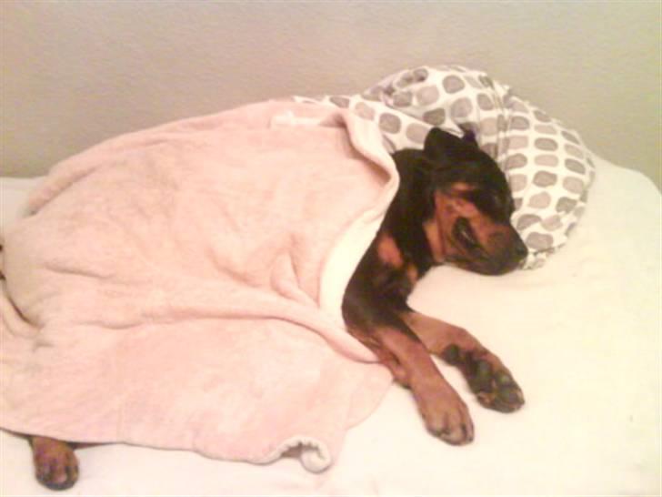 Rottweiler Mimmie billede 12