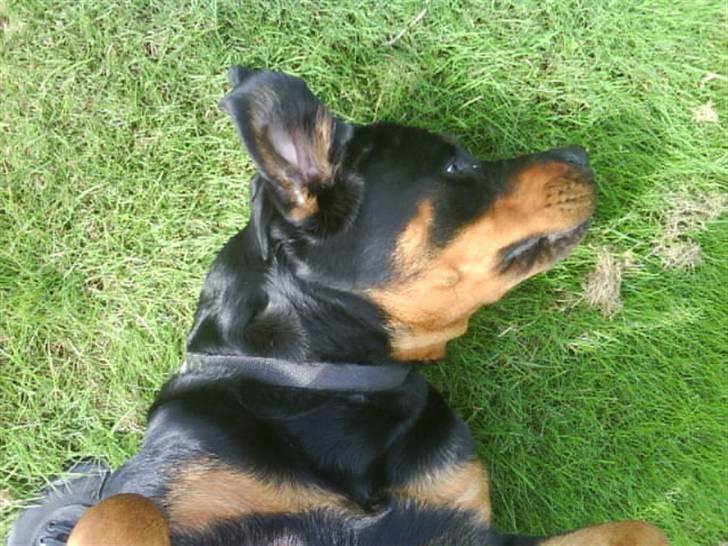 Rottweiler Mimmie billede 13