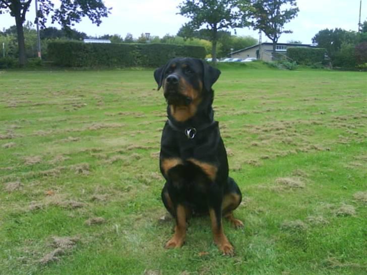 Rottweiler Mimmie billede 14