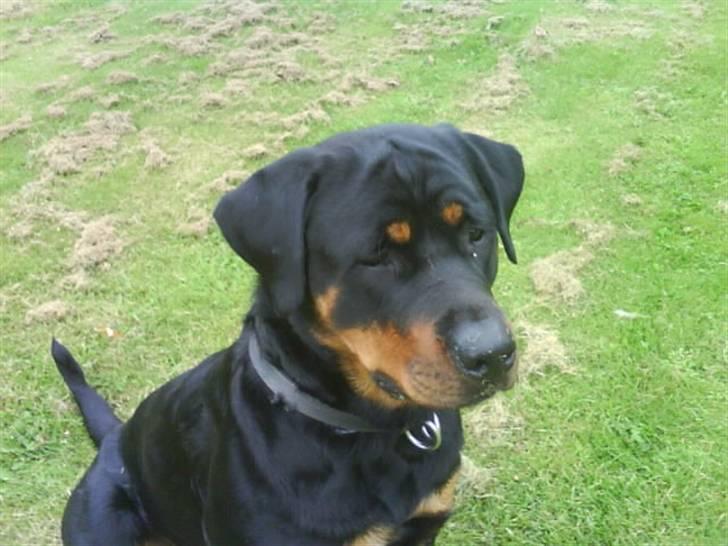 Rottweiler Mimmie billede 15