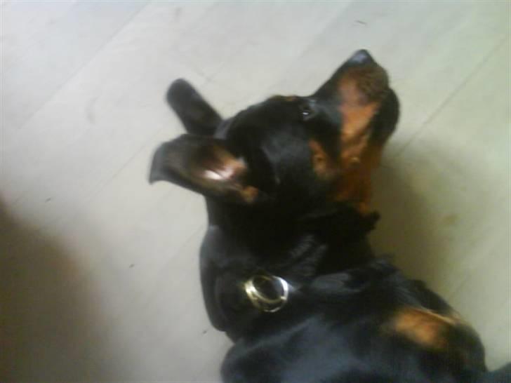 Rottweiler Mimmie billede 16