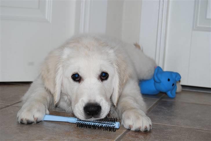 Golden retriever Grejsdalens Xavier (Gizmo - Hårbørsten, hmmm nej den har jeg ikke taget.. billede 11