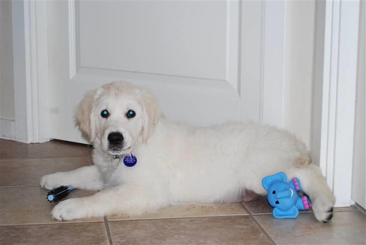 Golden retriever Grejsdalens Xavier (Gizmo - Ups, taget på fersk gerning.. billede 12