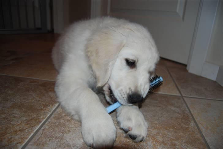 Golden retriever Grejsdalens Xavier (Gizmo - Mums, den smager nu helt godt den børste.. billede 13