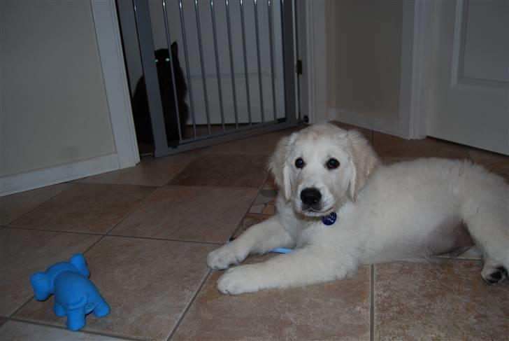 Golden retriever Grejsdalens Xavier (Gizmo - Katten er lige med på en kigger.. billede 14