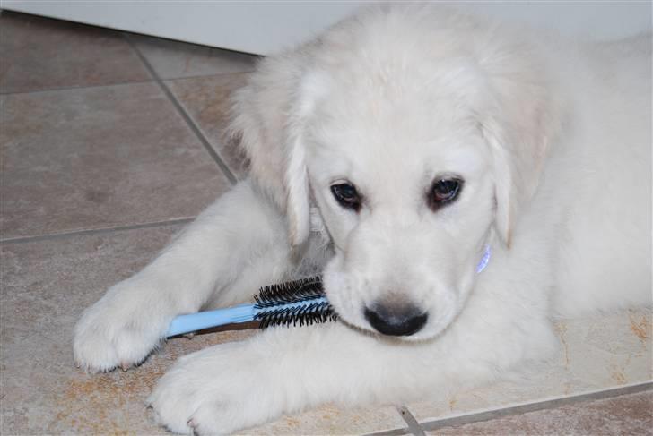 Golden retriever Grejsdalens Xavier (Gizmo - Der er noget om at stjålne ting smager bedre.. billede 15