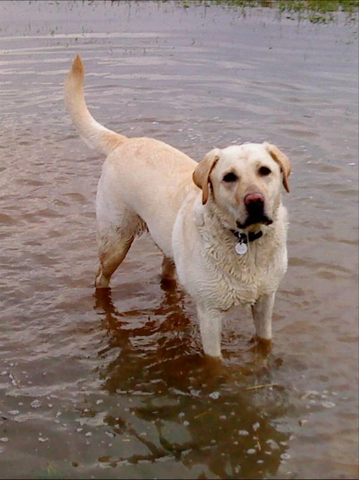 Labrador retriever Lucka - Lucka er en rigtig vandhund . :D billede 7