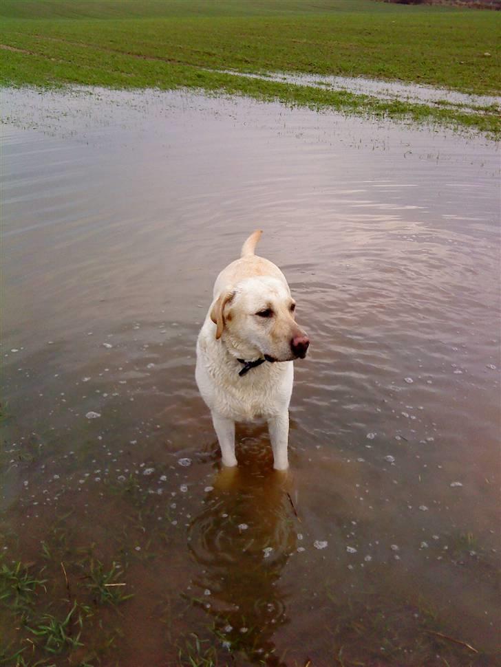 Labrador retriever Lucka - :D billede 8