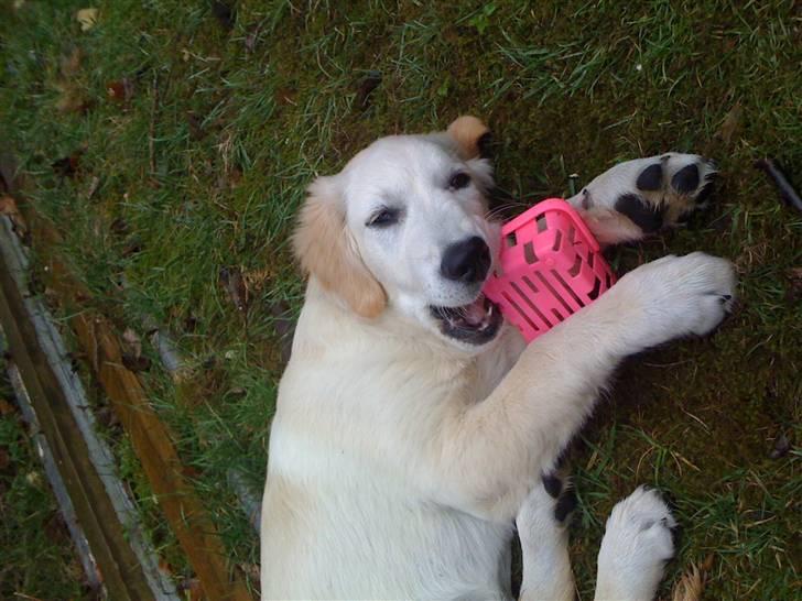 Golden retriever Buller billede 1