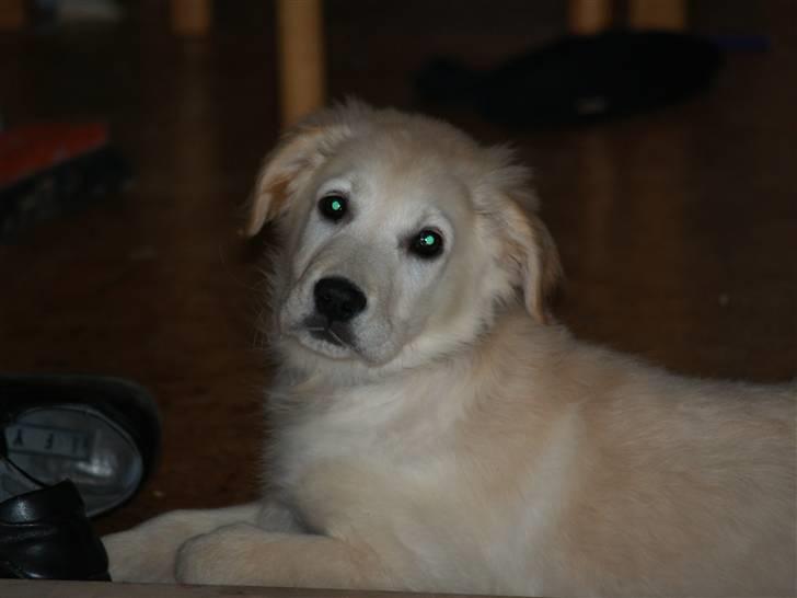 Golden retriever Buller billede 2