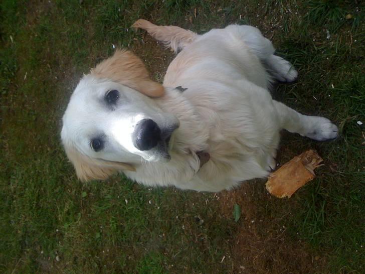 Golden retriever Buller billede 3