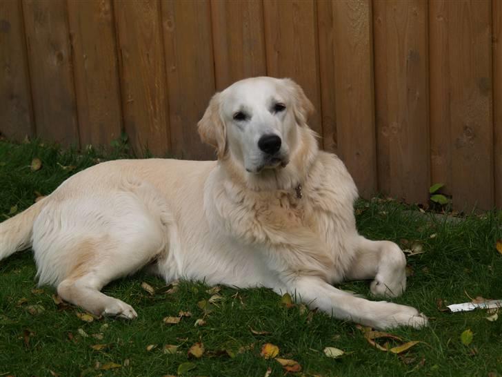 Golden retriever Buller - Buller 11 md. billede 4