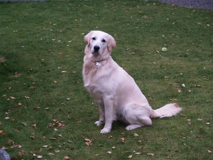 Golden retriever Buller billede 5