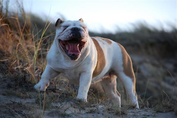 Engelsk bulldog Ziva - helt til grin hæ hæ billede 10