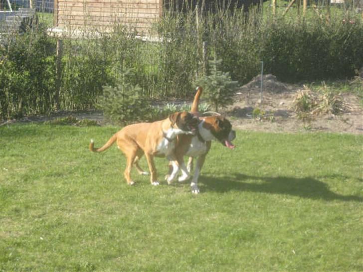 Boxer Apollo - Leg med søster Aina billede 19