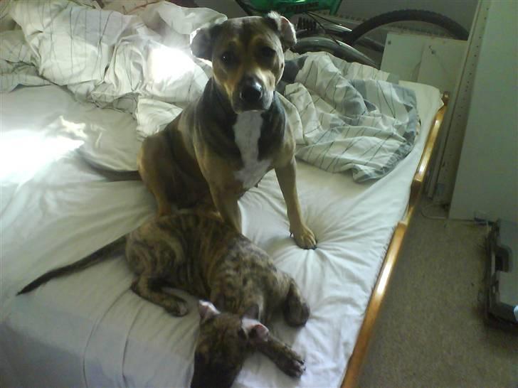 Blanding af racer Csibész - Min mor og jeg i et fælles billede - jeg vil dog hellere lige slappe af :-) billede 11