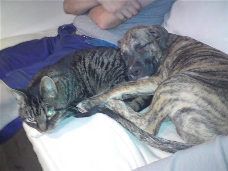 Blanding af racer Csibész - Uhm dejligt at katten og jeg kan sammen :-) ham holder jeg meget af billede 12