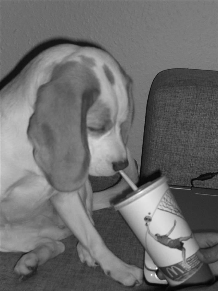 Beagle Liva billede 11