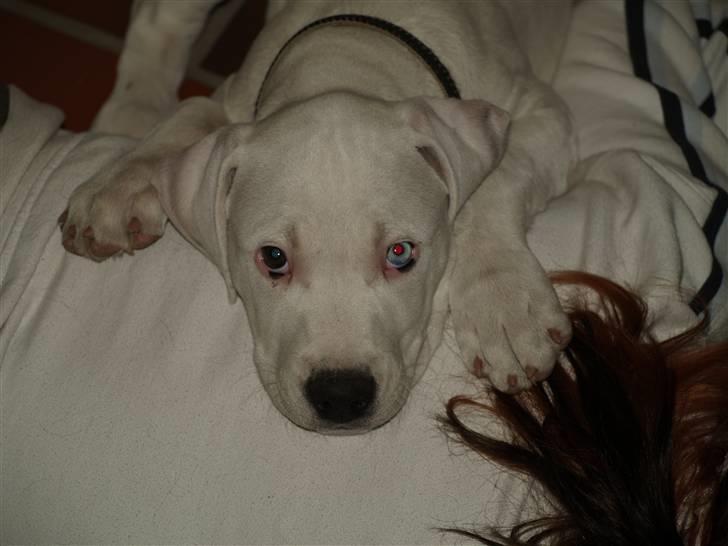 Amerikansk bulldog Diego*R.I.P Vores engel* billede 7