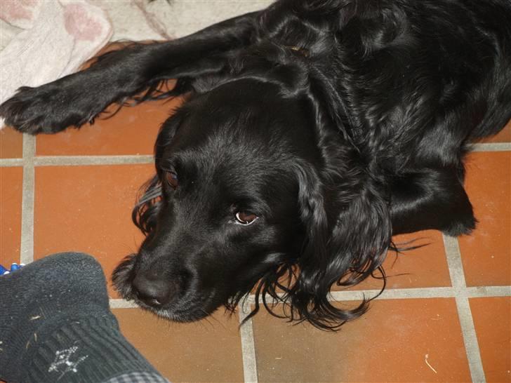 Blanding af racer Kaos billede 8