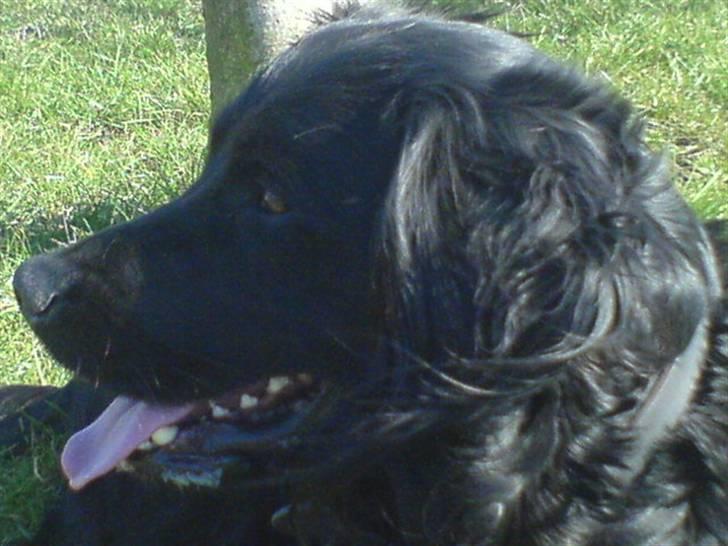 Blanding af racer Kaos billede 9