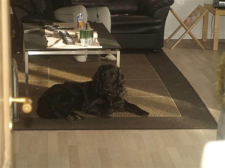 Blanding af racer Kaos billede 10