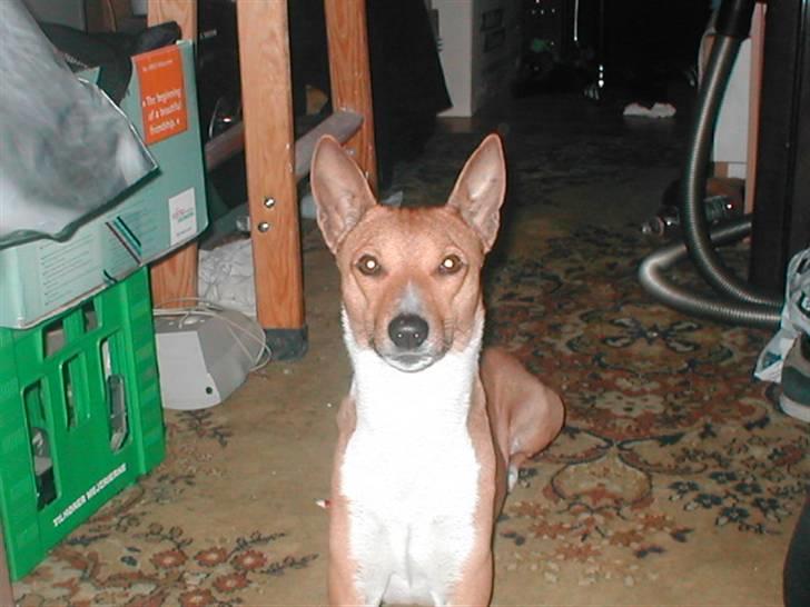 Basenji benji my name is bond billede 6