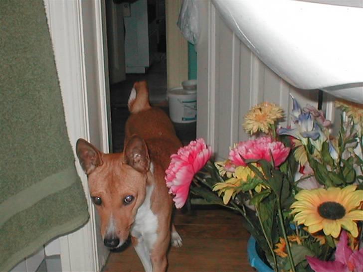Basenji benji my name is bond billede 7