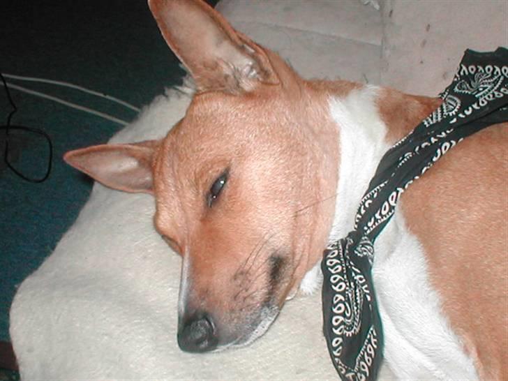 Basenji benji my name is bond billede 8