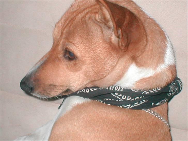 Basenji benji my name is bond billede 9