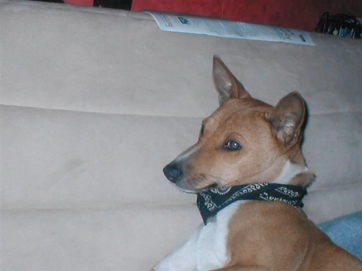 Basenji benji my name is bond billede 10