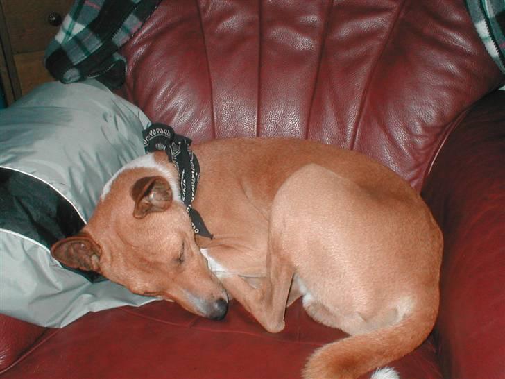 Basenji benji my name is bond billede 11