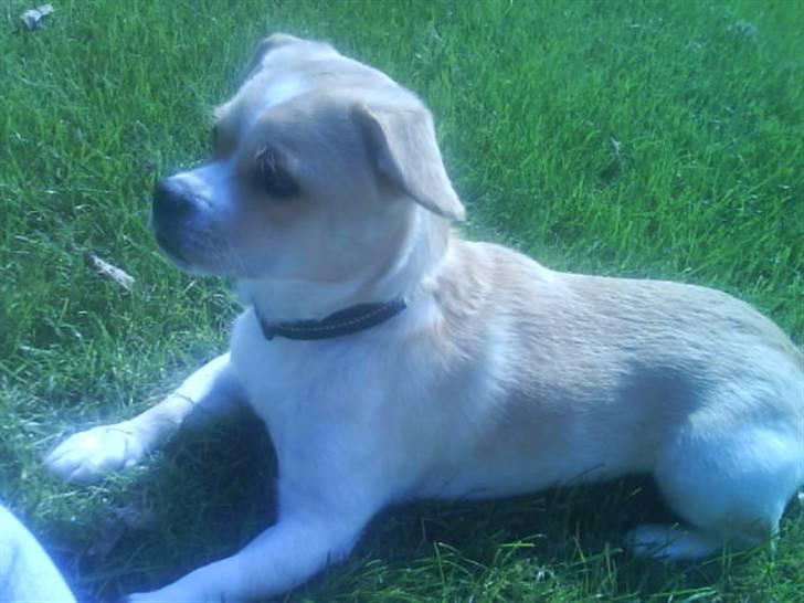 Blanding af racer Vigtor- har ham ikk mere - hvem siger noget til mig! billede 1