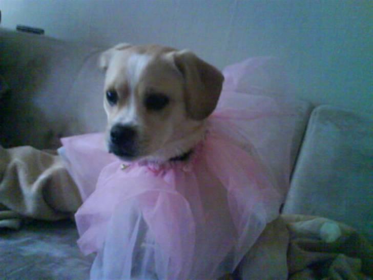 Blanding af racer Vigtor- har ham ikk mere - vi skulle lige lege prinsesse mente min lille søster billede 2