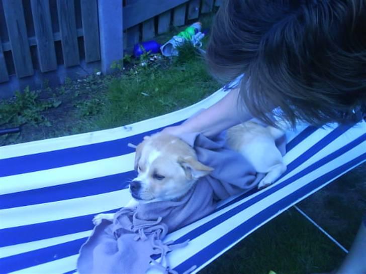 Blanding af racer Vigtor- har ham ikk mere - ligger i henge køjen hygge.  En varm sommer dag billede 3