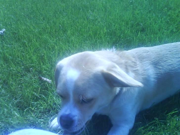 Blanding af racer Vigtor- har ham ikk mere - puha det er varm - ligger sammen med mig og tager sol  billede 4