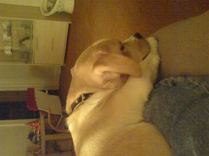 Blanding af racer Vigtor- har ham ikk mere - putter der er hort at være lækker billede 5