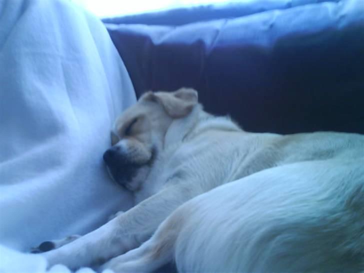 Blanding af racer Vigtor- har ham ikk mere - jeg kan godt være her.  Møfler bare min mor væg hvad skal hun os være der for. billede 6