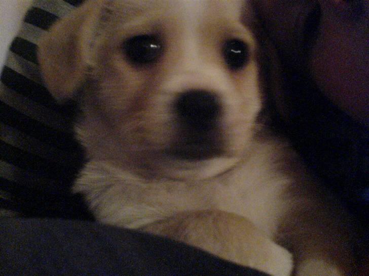 Blanding af racer Vigtor- har ham ikk mere - sider der med de store brunde øjene  billede 7