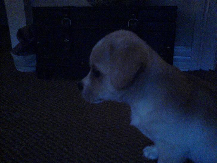 Blanding af racer Vigtor- har ham ikk mere - dagen efter vi hade fåde ham.  Er han ikk nuttet billede 8