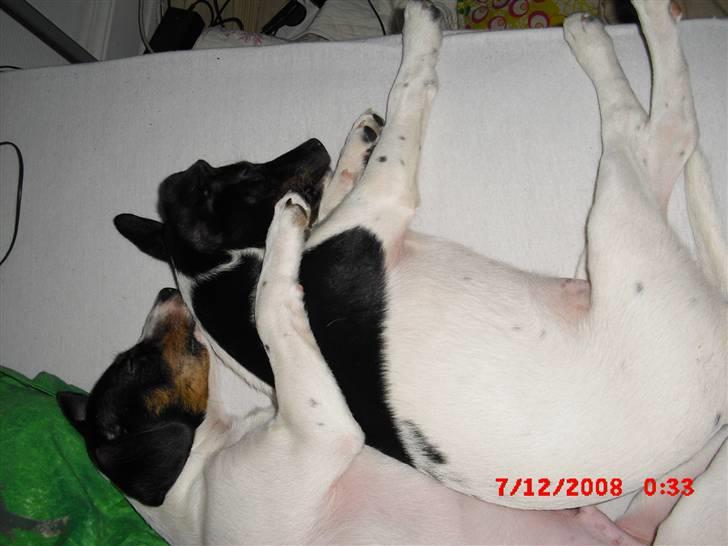 Dansk svensk gaardhund Lady Kahlua - storebror og ´storesøster´ sov hos os (:  billede 10